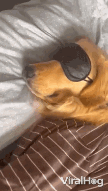 its time to wake up viralhog waking up a sleeping dog removing the blindfold its morning already