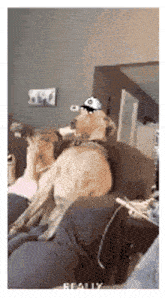 a dog wearing a hat is sitting on a couch next to a person .