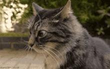 Confused Cat GIF - Confused Cat Funny GIFs