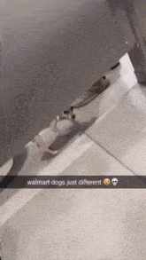 Walmart Dog GIF - Walmart Dog Blud GIFs
