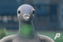 Hey There Hello GIF - Hey There Hello Pigeons GIFs
