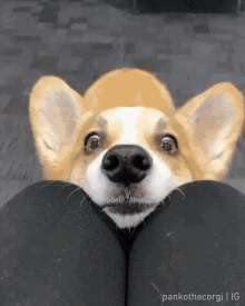 Corgi Dog GIF