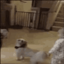 Dog Spinning Around GIF