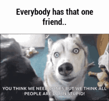 Gone To The Snow Dogs Friends GIF - Gone To The Snow Dogs Friends Friends Forever GIFs