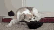 While The Cats Away? GIF - Cute Kitten Kitty GIFs