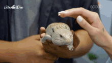 Petting Lizard GIF