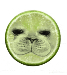 a slice of lime with a picture of a cat on it