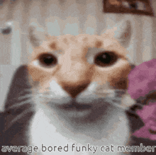 Funky Cat Gc Bored GIF