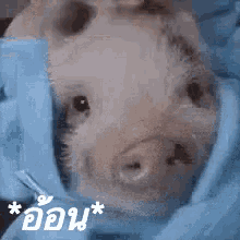 หมูนอน ลูบหัว อ้อน GIF - Pig Sleep Well Looking GIFs