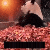 a panda bear is sitting in a pile of leaves .