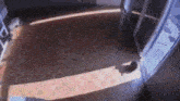 Cat Cats GIF - Cat Cats Speed Up GIFs