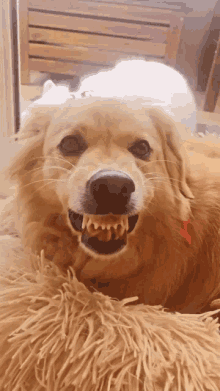 Angry Dog Dog Face GIF - Angry Dog Dog Face Funny Dog GIFs