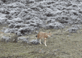 Ethiopian Wolf Walking GIF - Ethiopian Wolf Wolf Walking GIFs