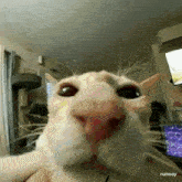 a close up of a cat 's face with runway written on the bottom right