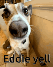 Eddie Eddie Dog GIF - Eddie Eddie Dog Alices Dog GIFs