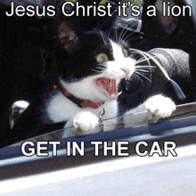 a black and white cat in a car with jesus christ it 's a lion get in the car written below it