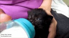 Yummy Milk Ears GIF - Kitten Cats Cute GIFs