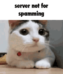 Server Not For Spamming GIF