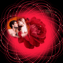 amor beijos couple romantic love rose
