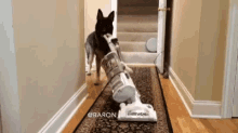 Cleaning Funny GIF - Cleaning Funny Dog GIFs