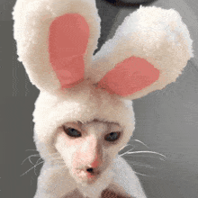 a cat wearing bunny ears and a hat