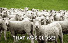 a large herd of sheep standing in a grassy field with the words that was close below them