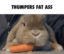 Thumpers Fat Ass Carrot GIF - Thumpers Fat Ass Carrot Eat GIFs