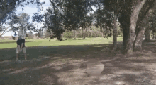 Golf Tree GIF - Golf Tree Fail GIFs