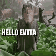 Hello Evita GIF - Hello Evita GIFs