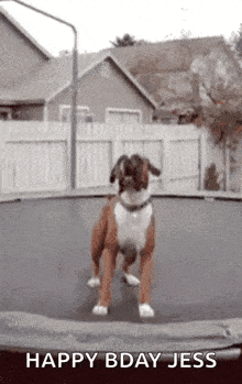 Happy Dog GIF - Happy Dog Puppy GIFs