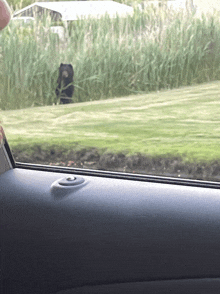 a person is looking out a car window at a bear