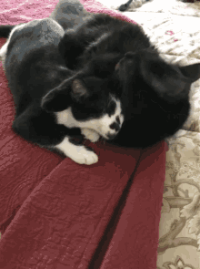 Toby Cats GIF - Toby Cats GIFs