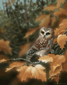 Beautiful Owl GIF - Beautiful Owl Blink GIFs