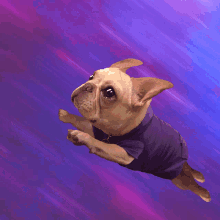 Dogs Space GIF - Dogs Space Spacedog GIFs