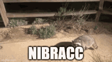 Nibracc Raccoon GIF - Nibracc Raccoon The Racc GIFs