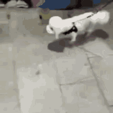 Balenciagaval Dog GIF - Balenciagaval Dog Walking GIFs