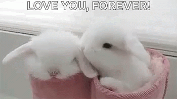 love Rabbit