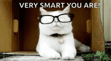 Cats In Glasses Smart Cat GIF - Cats In Glasses Smart Cat Funny Animals GIFs