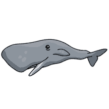 whale spermacet
