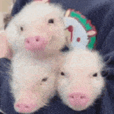 3 Mini Pig GIF - 3 Mini Pig GIFs