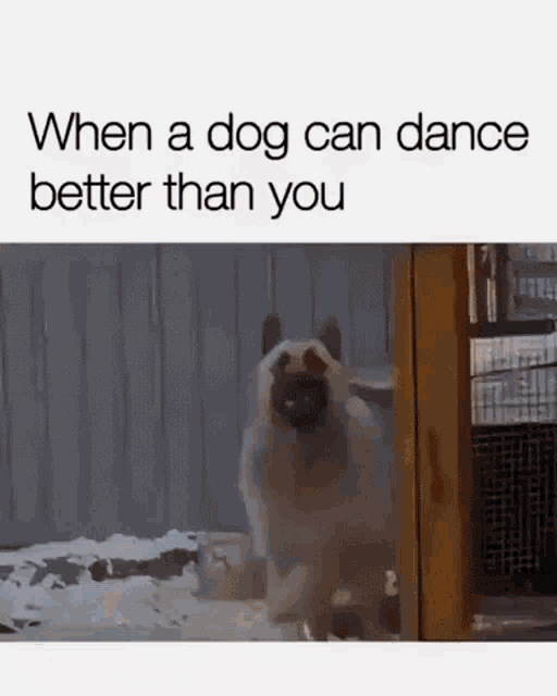 Dog Funny GIF - Dog Funny Relatable - Discover & Share GIFs