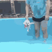 Dog Swimming Pool GIF - Dog Swimming Pool Dogs GIFs