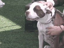 Petting Dog Doggo GIF - Petting Dog Doggo Happy GIFs