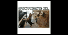 Perro The Perfect Video Doesnt Exist GIF - Perro The Perfect Video Doesnt Exist El Video Perfecto No Exis GIFs