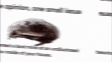 Memes Frog GIF - Memes Meme Frog GIFs