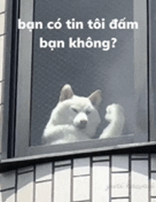 a white dog is looking out of a window with a caption that says ban co tin toi dam ban không ?