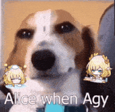 a picture of a dog with the words " alice when agy "
