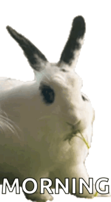 a picture of a rabbit with the words morning written below it