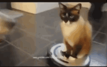 Fighting In Style. GIF - Fightinginstyle Roomba Cat GIFs