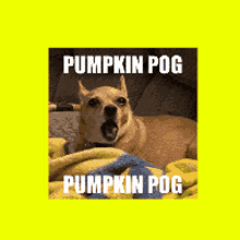 Pumpkin Pumpkin Pog GIF - Pumpkin Pumpkin Pog The Pound GIFs